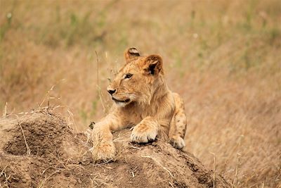 Sur les traces de Simba le lion