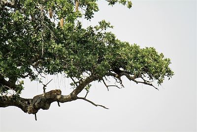 Léopard au parc du Serengeti - Tanzanie