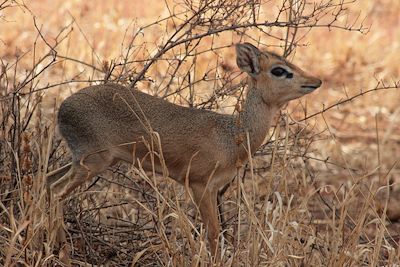 Tarangire - Tanzanie