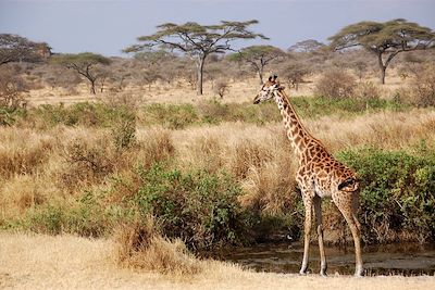 parc du Serengeti - Tanzanie