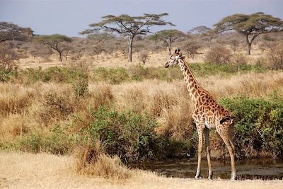 © Olivier Charmes - parc du Serengeti - Tanzanie parc du Serengeti - Tanzanie