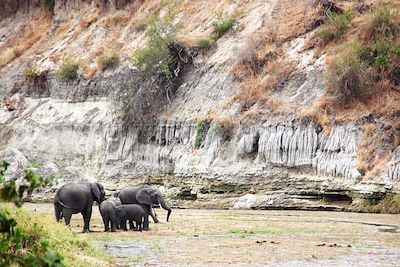 Eléphants dans le parc national de Tarangire - Tanzanie