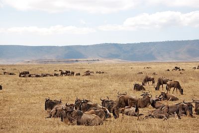 Parc national du Ngorongoro - Région d'Arusha - Tanzanie