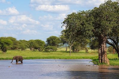 Éléphant dans le parc du Tarangire - Tanzanie