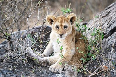 Voyage Ngorongoro