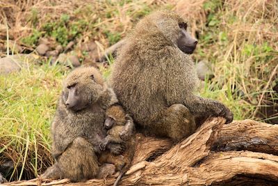 Babouins du parc de Manyara - Tanzanie