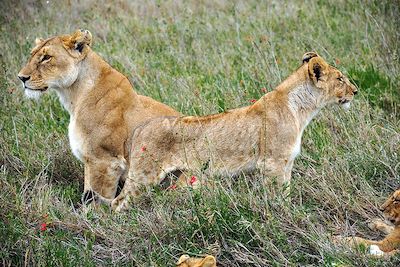 Lionnes - Parc Ngorongoro - Tanzanie