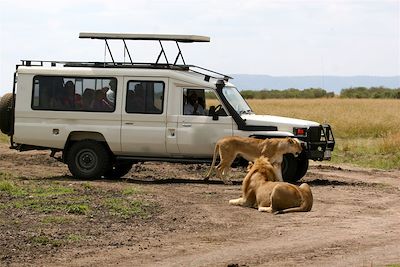 Lionnes - Parc du Sud - Tanzanie