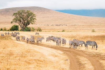 Zebres broutant, Tanzanie