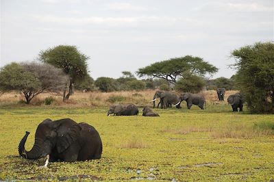 Parc national de Tarangire - région de Manyara - Tanzanie