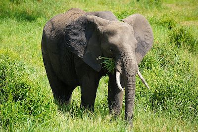 Éléphant dans le parc du Tarangire - Tanzanie
