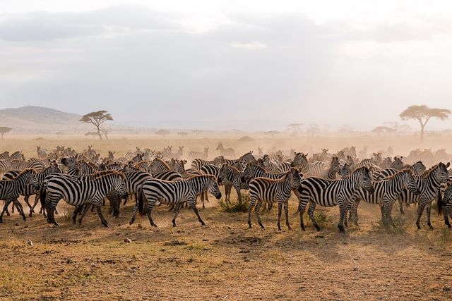 Voyage L'appel de la savane