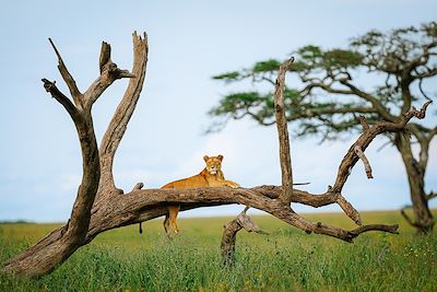 Voyage L'appel de la savane 1