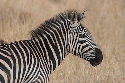 © Vanessa Lourdin - Parc de Tarangire - Tanzanie Parc de Tarangire - Tanzanie