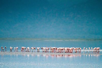 © Gregory Rohart - Flamants roses au Lac Natron - Tanzanie Flamants roses au Lac Natron - Tanzanie