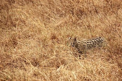 Parc national du Ngorongoro - Région d'Arusha - Tanzanie