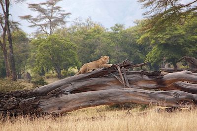 Parc national du Ngorongoro - Région d'Arusha - Tanzanie