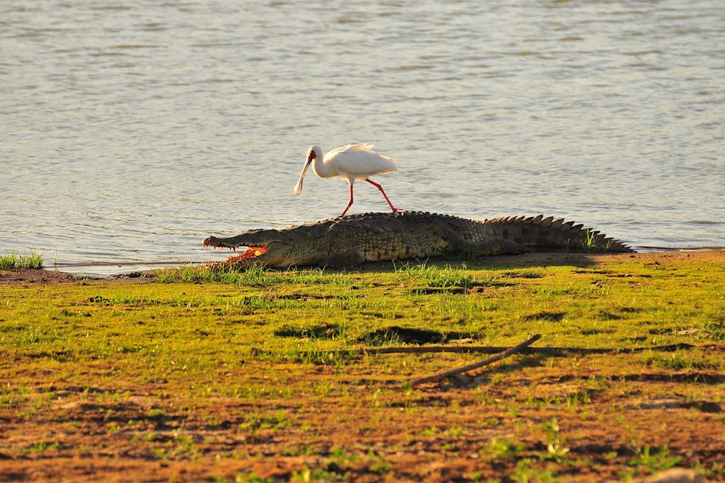 Image Safari Tanzanie - Trek Parc Selous - Randonnée Parc Udzungwa
