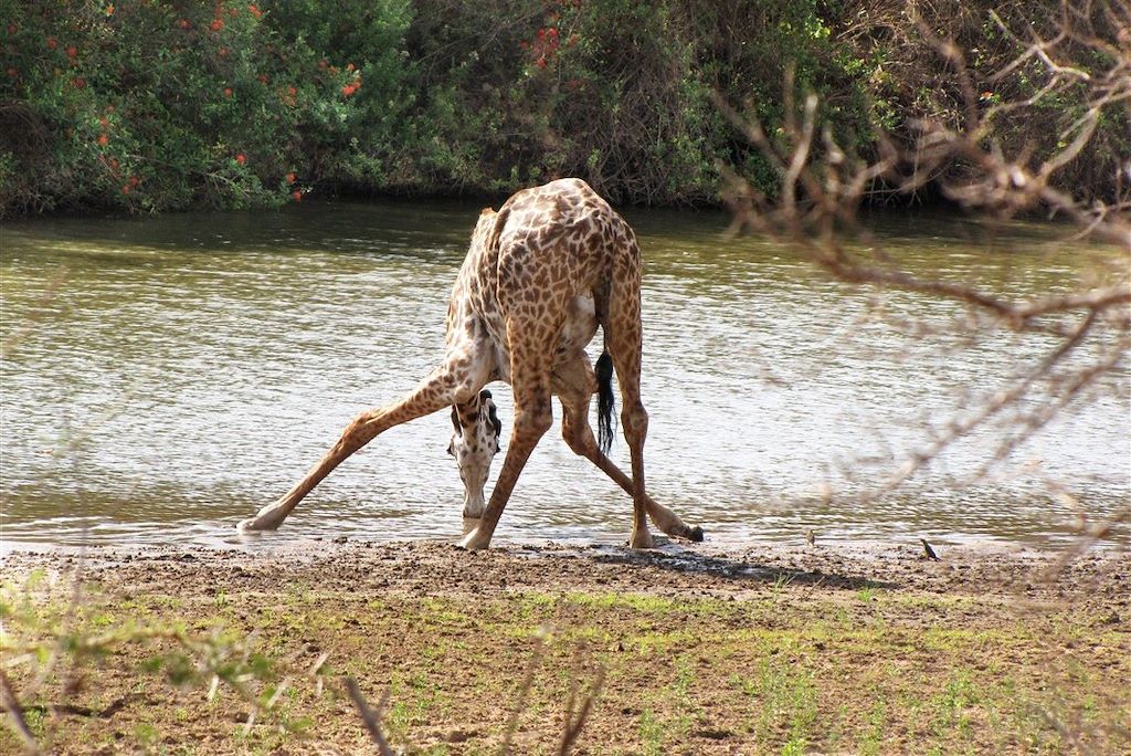 Image Safari Tanzanie - Trek Parc Selous - Randonnée Parc Udzungwa