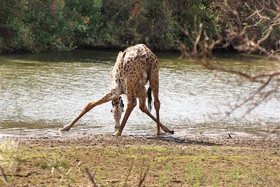 Parc du Selous - Tanzanie