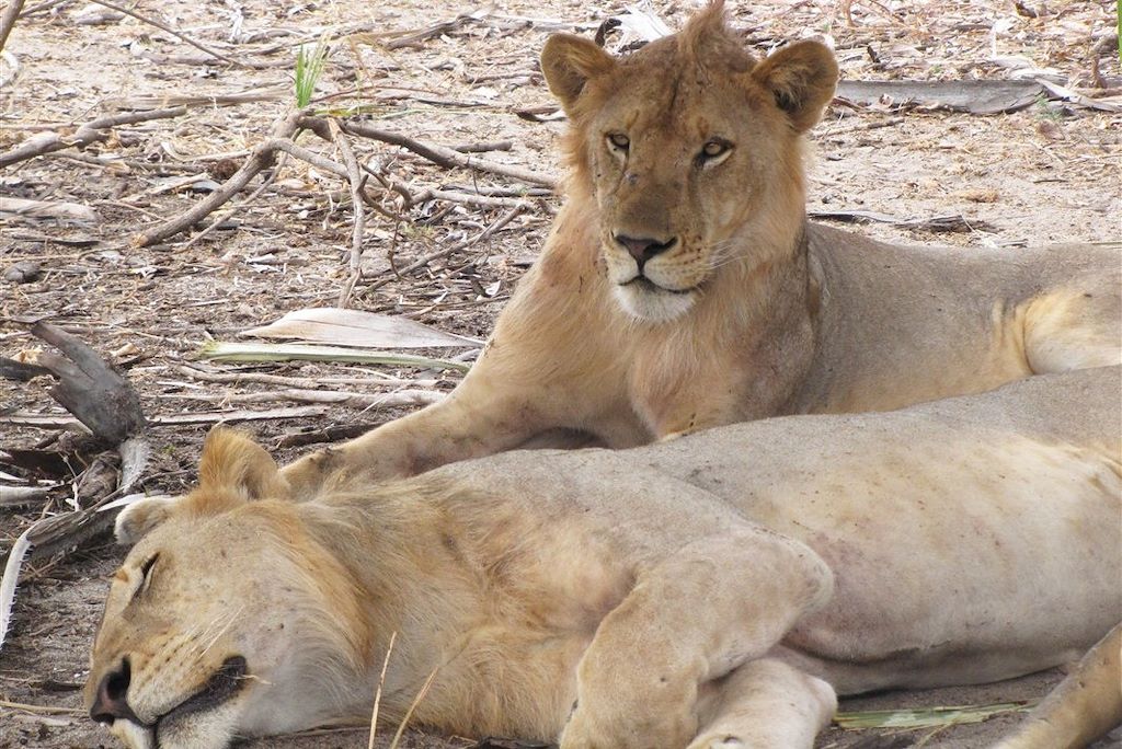 Image Safari Tanzanie - Trek Parc Selous - Randonnée Parc Udzungwa