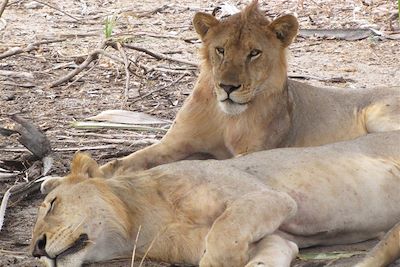 Lions dans la réserve de Selous - Tanzanie