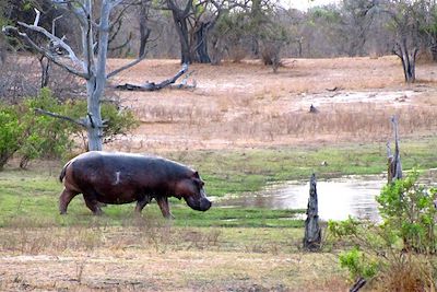 Hippopotame - Parc du Sud - Tanzanie