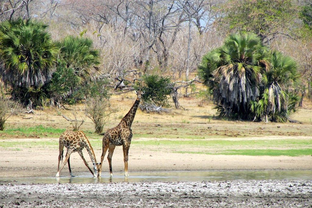 Image Safari Tanzanie - Trek Parc Selous - Randonnée Parc Udzungwa