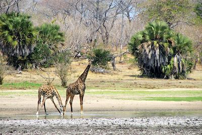 Girafes - Parc du Sud - Tanzanie
