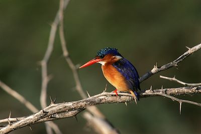 Martin-pêcheur - Parc du Sud - Tanzanie