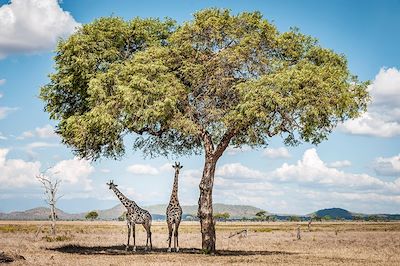 Girafes sous un acacia - Parc national de Mikumi - Tanzanie