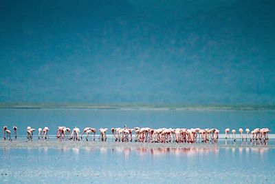 Flamants roses au Lac Natron - Tanzanie