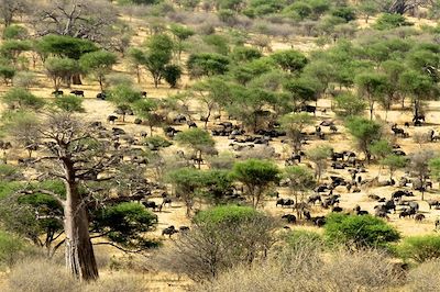 Parc national de Tarangire - Tanzanie