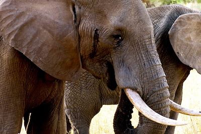 Parc national de Tarangire - Tanzanie