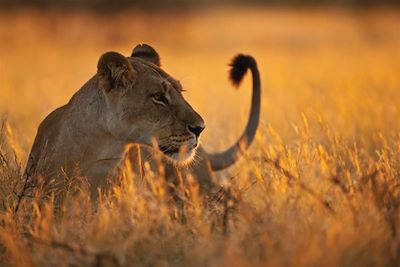 Four Seasons Safari Lodge - Serengeti - Tanzanie