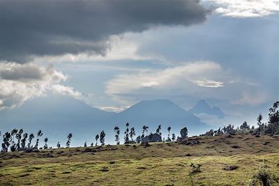 Parc national des volcans - Rwanda