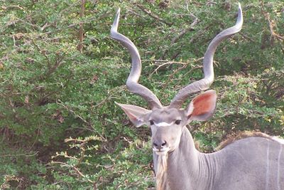 Koudou dans la réserve de Selous - Tanzanie