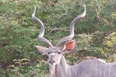 Safari Parcs Nationaux du Sud