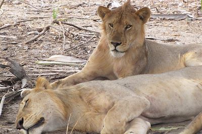 Lions dans la réserve de Selous - Tanzanie