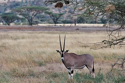 Oryx Gazella - Réserve de Samburu