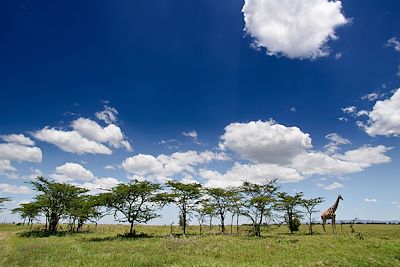 Parc National de Samburu - Kenya