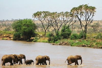 Eléphants dans la réserve de Samburu - Kenya
