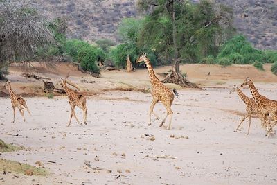 Girafes dans la réserve nationale de Samburu - Kenya