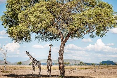 Girafes sous un acacia - Parc national de Mikumi - Tanzanie