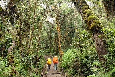 Voyage Kilimandjaro, voie Machame (5895m) 1