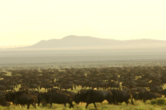 Trek Tanzanie - Voyage Serengeti â€“ Safari Ngorongoro â€“ Safari Manyara - 9 jours