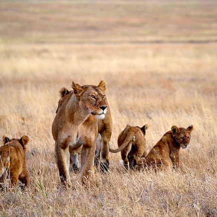 Safari Tanzanie Ngorongoro