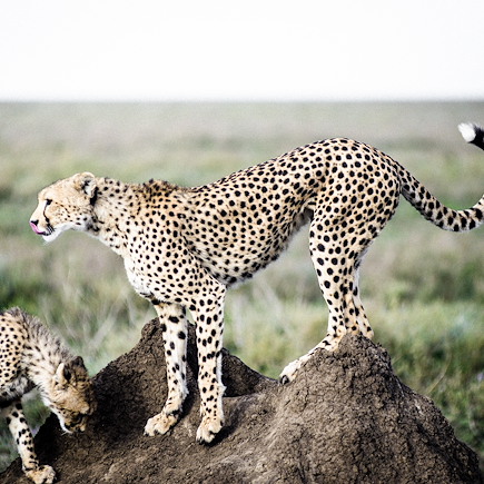 Safari Tanzanie Ngorongoro
