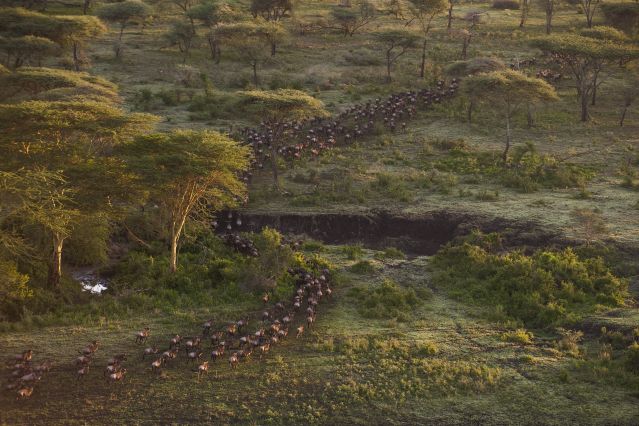 Voyage avec des animaux : Au cœur de la grande migration du Serengeti