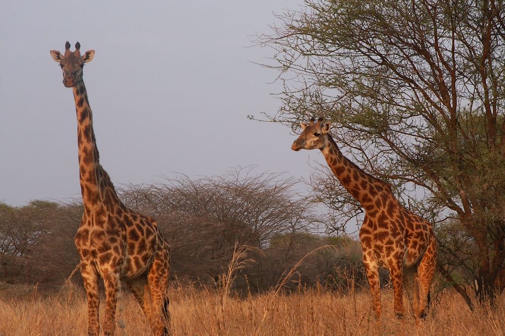 Image Savane à vélo - Tanzanie à vélo - Safari Tarangire - Lac Manyara